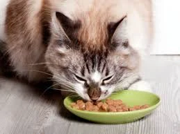 Cat eating wet food from a bowl