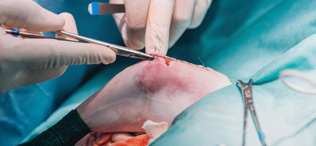 Veterinary surgeon suturing an incision after surgery