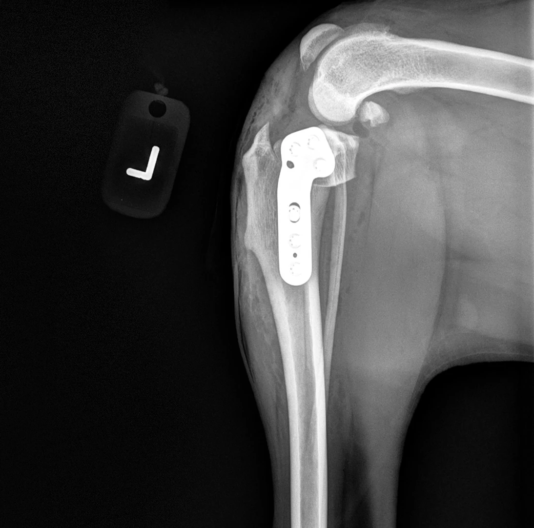 CCL rupture in dogs