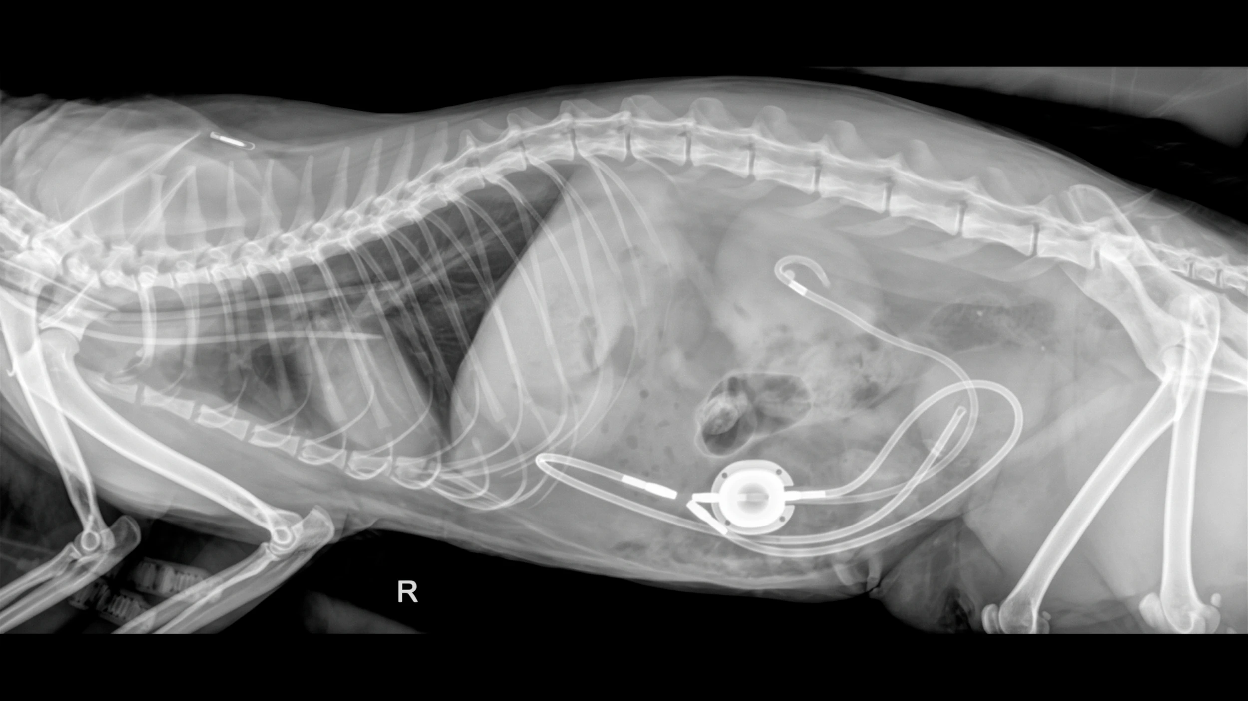 Subcutaneous Ureteral Bypass Cat X-ray